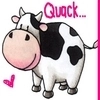 Cows say quack