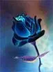 Blue Rose