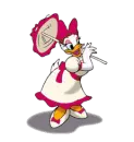daisy