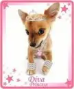 Cute Pink Chihuahua