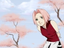 sakura