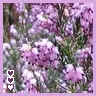 heather