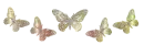 golden butterflies 