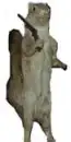 War Squarle