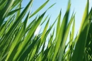 Grassss :)