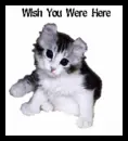 KITTEN