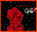 RED ROSE