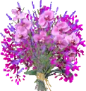 purple flowers