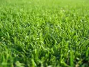Green grass