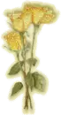 Yellow rose