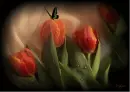tulips with butterfly