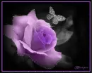 a purple rose