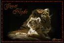good night tigers