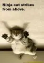 NINJA KITTY !!!!!