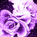purple rose