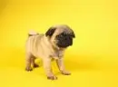 Mops