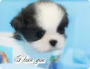 cute puppy