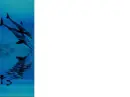 Dolfin
