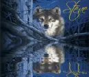 Wolf in the Woods (water reflection)- Steve (name at top)
