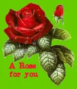 red rose