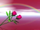 rainbow rose