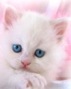 sad cat