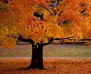 fall of the year