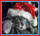 blue eyed cat with a santa hat on