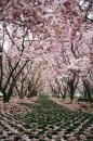 cherry