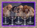 puppies with heads in  glasses