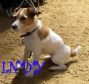 indy