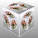 Pink Roses in Teapot in circle Cube in a Cube