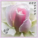 light pink rose with diamonds