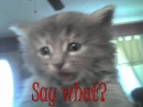 Say what?