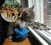 Dangerous? Sniper Cat