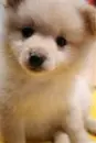 Cute Dog