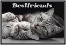 two cats