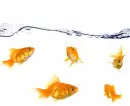 GOLD FISH