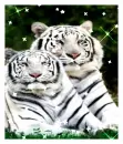 white tigers
