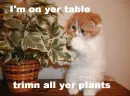 trimin ur plants