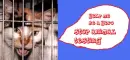 Animal testing
