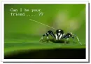 Can I be your friend ..?