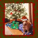 Christmas doggy