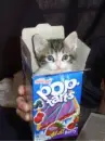 Pop kitty!