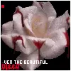 bloody rose