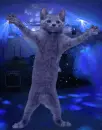 cat dancing