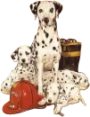 dalmations