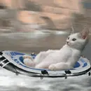 cat