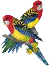 parakeet