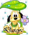 darcy pluto